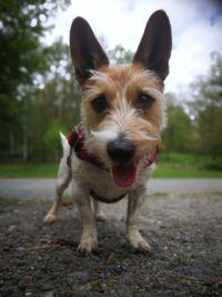 Portrait of dog standing outdoors