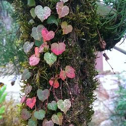 Close-up of flowers growing in park