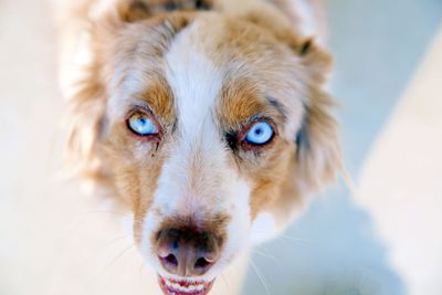 Portrait of dog with blue eyes 
