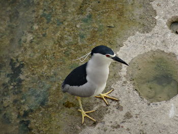 Close-up of bird perching on rock