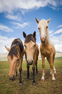 Portrait of horses on field