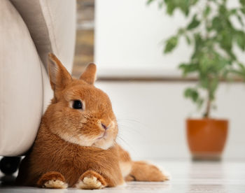 Close-up of rabbit lying down  at home on floor