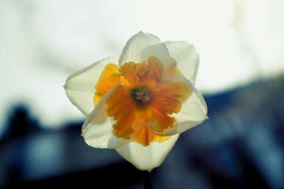 Close-up of yellow flower