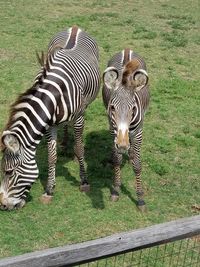 High angle view of zebra on landscape