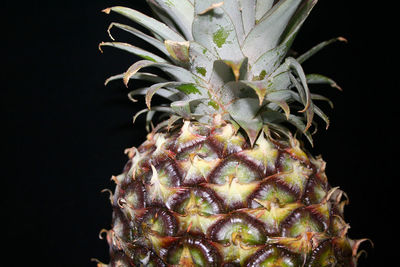 Close-up of fruit against black background