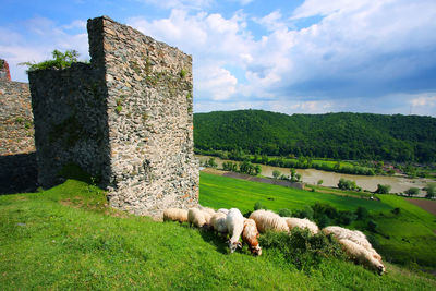 Sheep grazing on grassy field by soimos fortress against sky