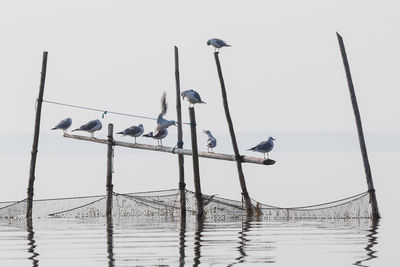 Birds perching on pole against clear sky