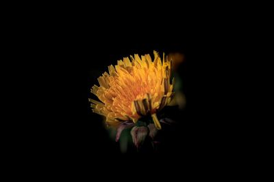 Close-up of yellow rose against black background