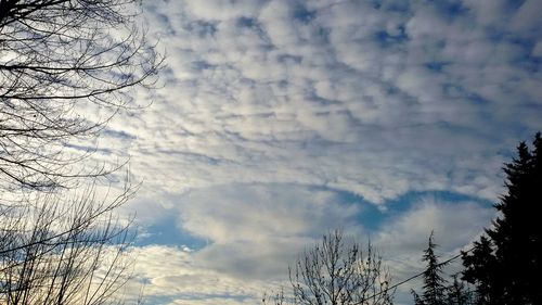 Low angle view of trees against sky