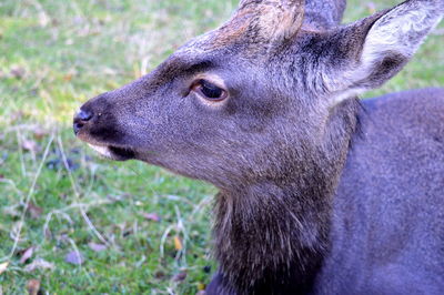 Close-up portrait of horse