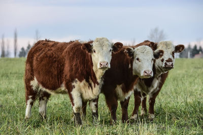 Cows standing on grassy field against sky