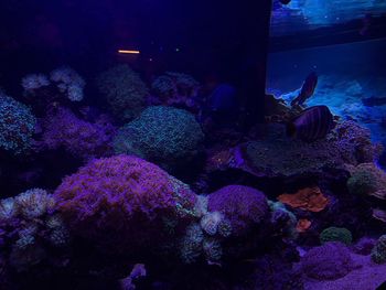 reef