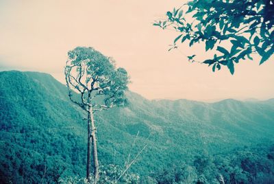 nature