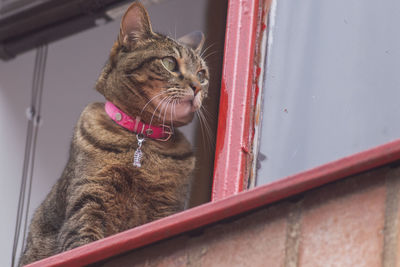 Close-up of a cat looking away