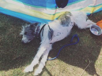 High angle view of dog relaxing outdoors