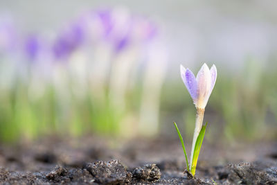 Close-up of purple crocus flowers on field