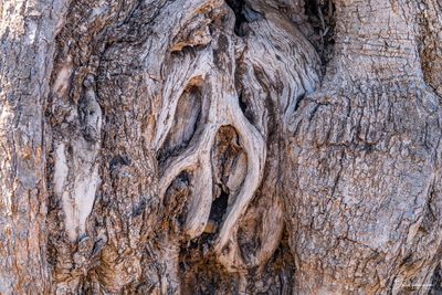 Full frame shot of tree trunk