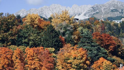 Trees and plants during autumn