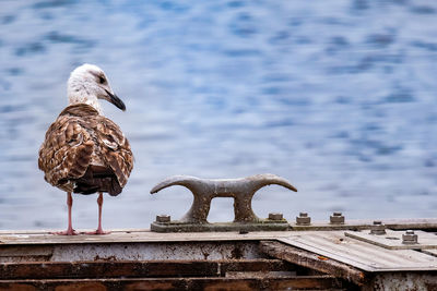 Seagull perching on sculpture against sea