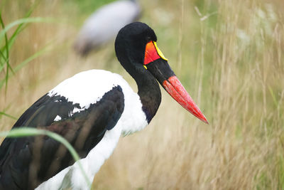 Close-up of black swan