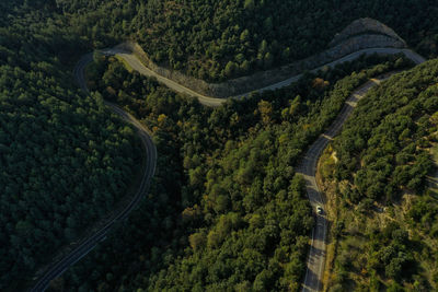 Country road in the shape of an m. in the middle of a pine forest.