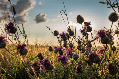 Close-up of purple flowering plants on field against sky