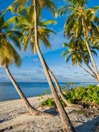 Palm tree on beach against sky