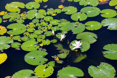 Lotus leaves floating on water