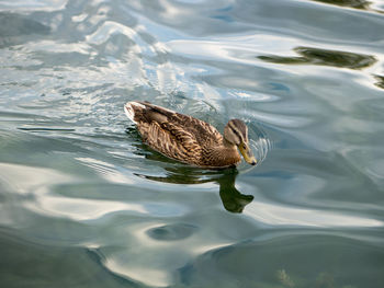 High angle view of duck swimming in lake
