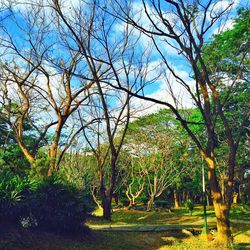 Trees growing against sky