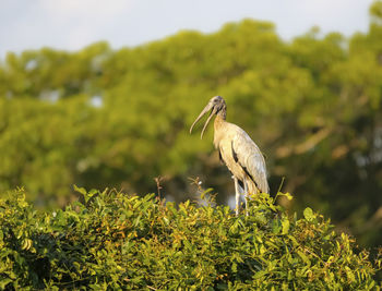 Close-up of bird perching on field