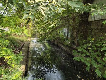 Canal amidst trees in forest
