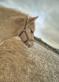 Male isabella horse stay on dry straw area in muddy spring field.