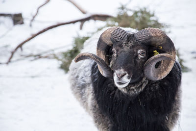 A beautiful portrait of a sheep in winter