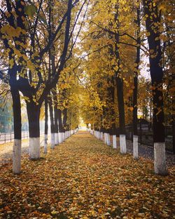 Sunlight falling on autumn leaves in park