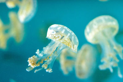 Close-up of jellyfishes swimming in sea