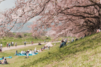 People against cherry blossom trees