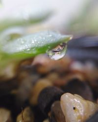 Close-up of water drops on plant