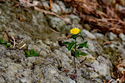 Close-up of flowering plant on rock