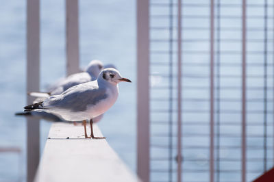 Seagulls perching on railing