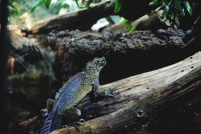 Close-up of lizard on wood