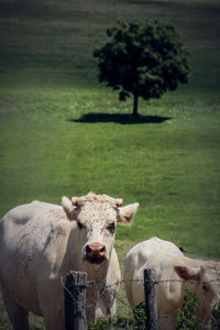 Cow on field