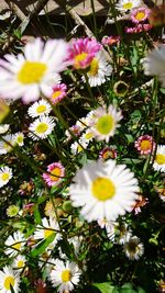 Close-up of white daisy blooming outdoors