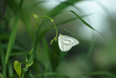 Close-up of butterfly pollinating on flower