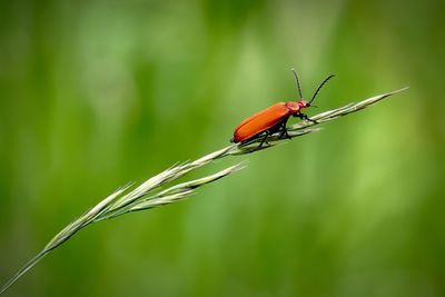 Close-up of ladybug on grass