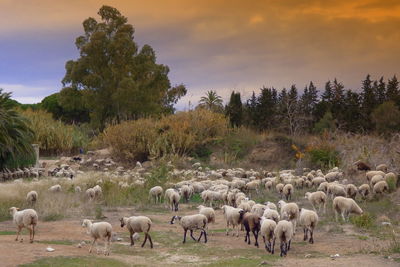 Horses grazing on landscape against sky