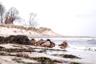 Birds on shore against sky