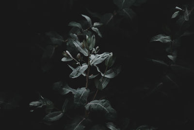 High angle view of flowering plant leaves at night