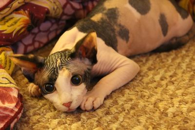 High angle view of dog lying on rug