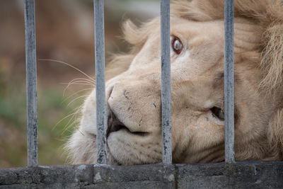 Close-up of lion resting by security bar at zoo